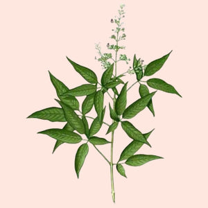 Green leafy branch on a beige background