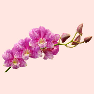 Pink orchid flowers on a light pink background