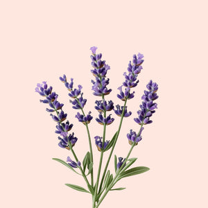 Illustration of lavender flowers on a pink background