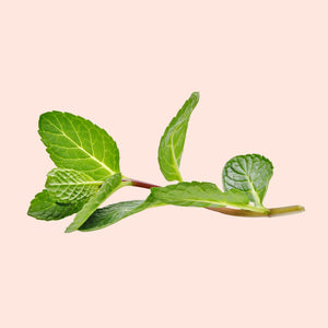 Peppermint Leaf