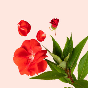 Red flower with leaves and buds on a beige background