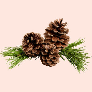 Pine