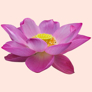 Pink Lotus