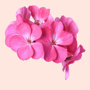 Close-up of pink flowers on a light pink background