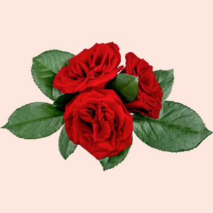 A image of three red roses with green leaves representing the product Rose Fragrance Oil.