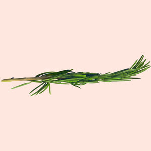 A sprig of fresh rosemary with green leaves against a white background.
