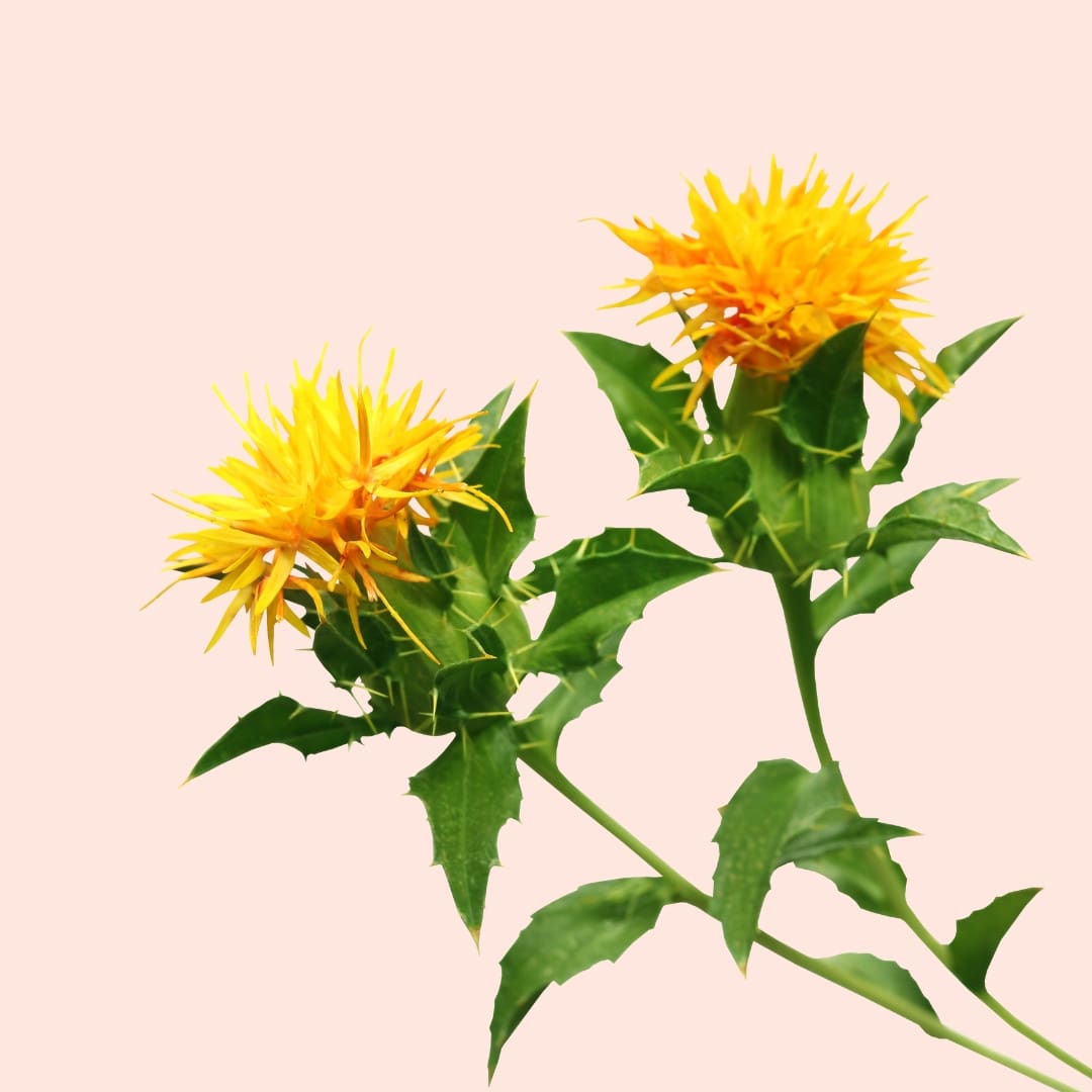 Two bright yellow flowers with green leaves on a light pink background