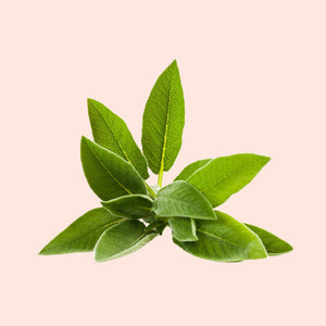 Sage