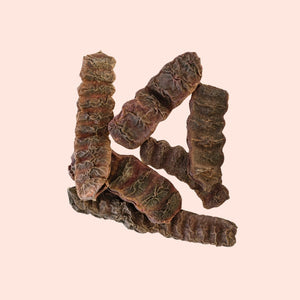 Dried caterpillar fungus on a beige background