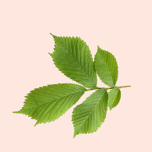 Three green leaves on a light pink background