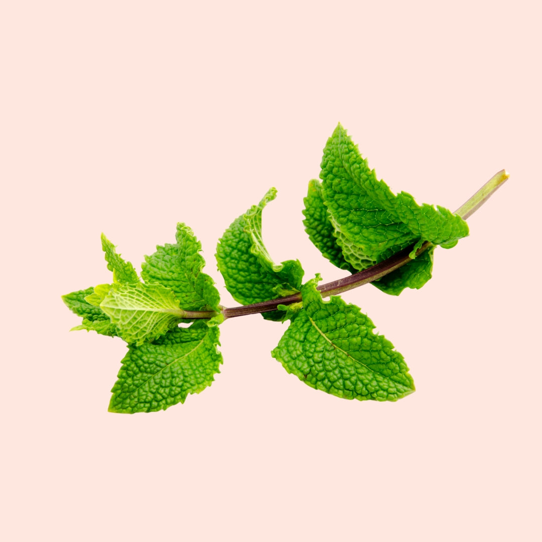 Spearmint