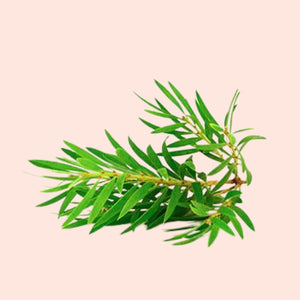 Green leafy branch on a beige background