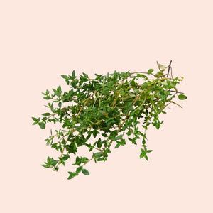 Fresh green thyme leaves on a beige background