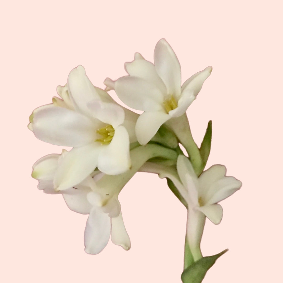 Buy Tuberose Fragrance Oil Online – Bulk Supplier Manufacturer Raasa Oils