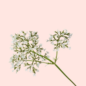 Floral branch with small white flowers on a light pink background