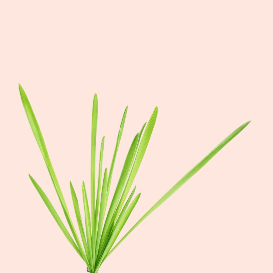 Vetiver