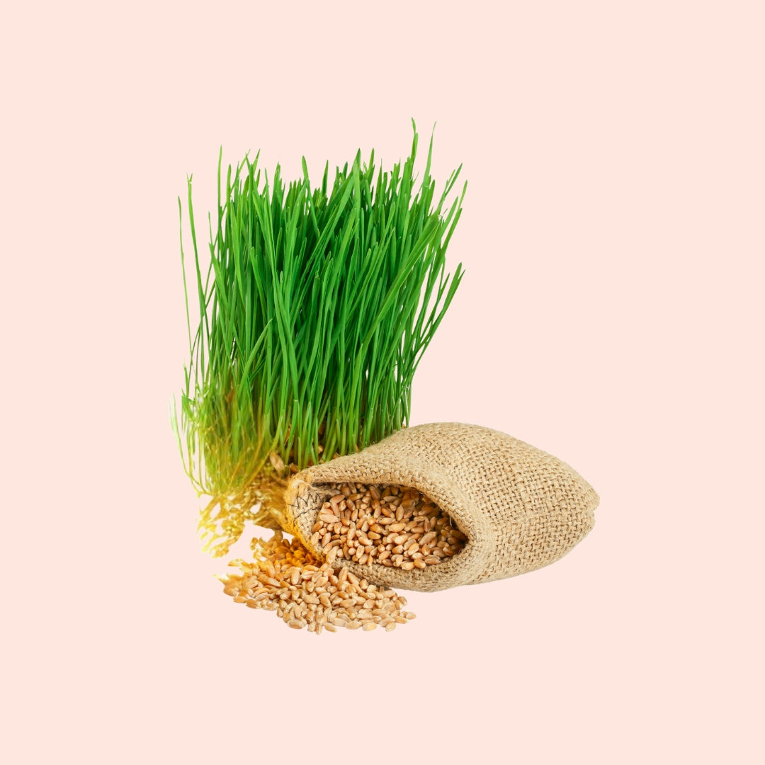 Wheat Germ