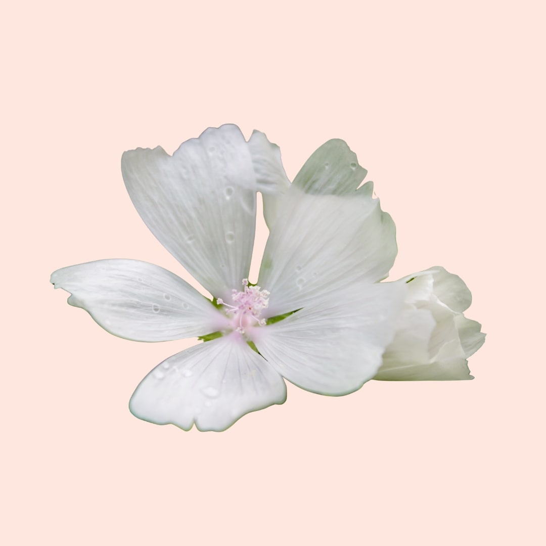 White flower on a light pink background