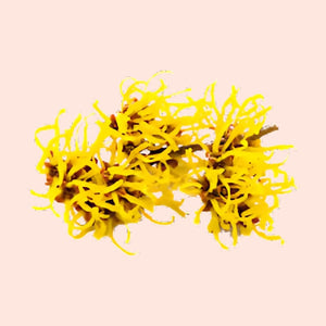 WitchHazel