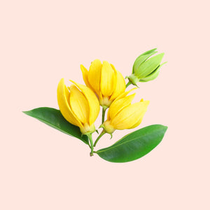 Ylang Ylang
