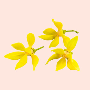 Ylang Ylang Flowers