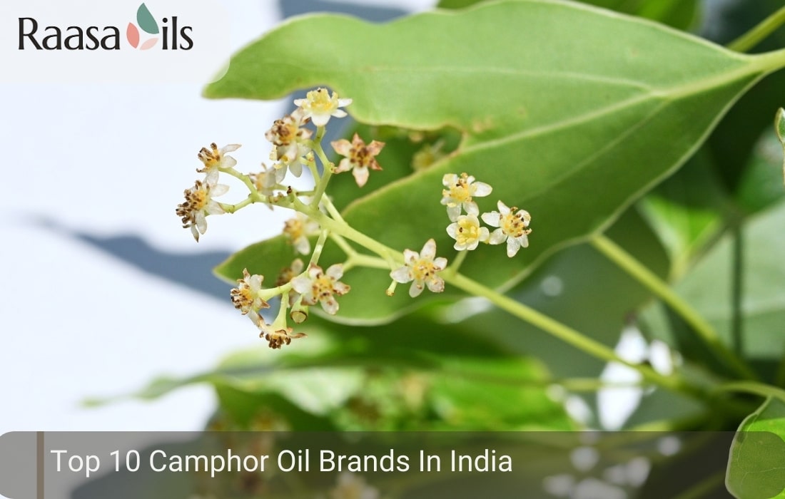 Top 10 Camphor Oil Brands In India
