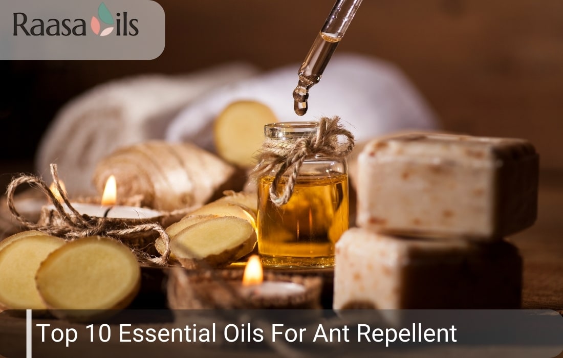 Top 10 Essential Oils For Ants