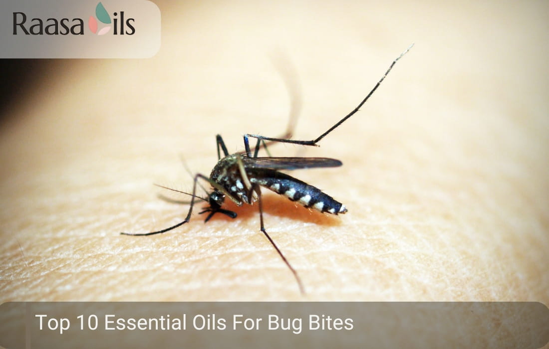 Top 10 Essential Oils For Bug Bites