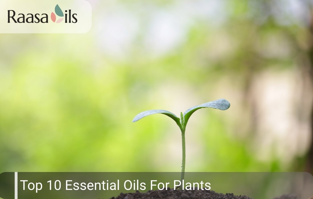 Top 10 Essential Oils For Plant