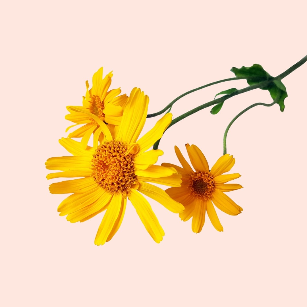 Three yellow flowers with green stems on a light pink background