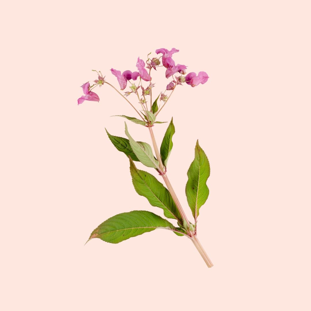 Floral branch with pink flowers and green leaves on a light pink background