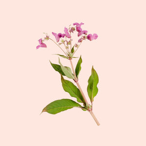 Floral branch with pink flowers and green leaves on a light pink background