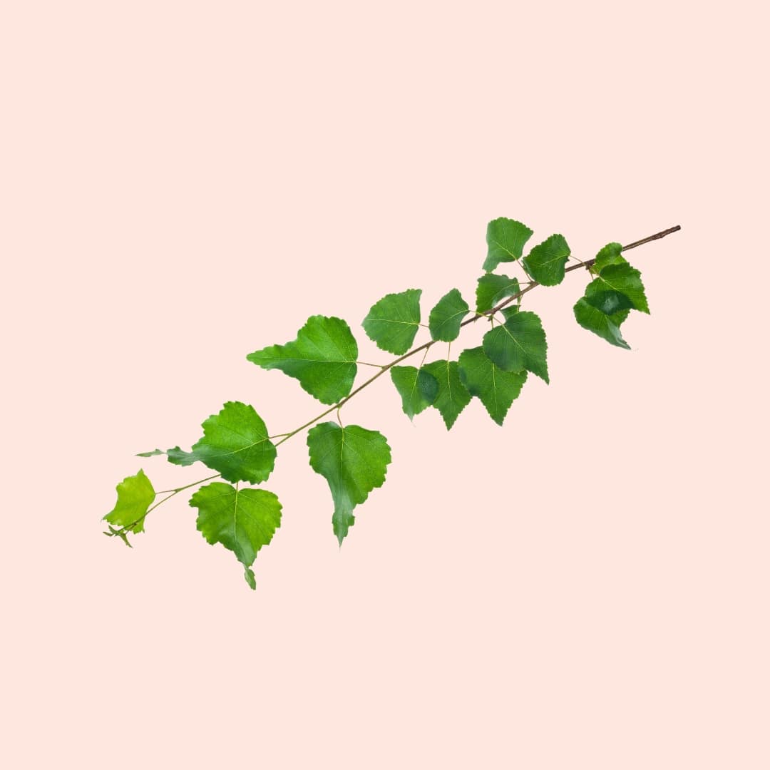 Green leafy branch on a light pink background