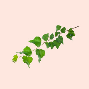 Green leafy branch on a light pink background