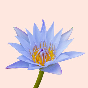 Blue lotus flower with a yellow center on a light pink background