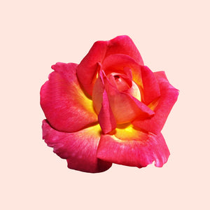 Bois De Rose