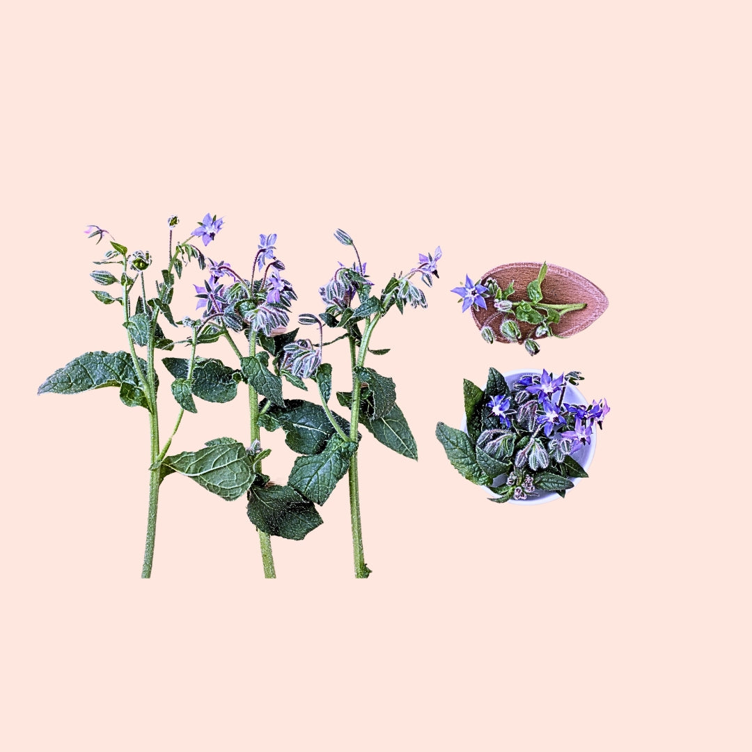 Borage