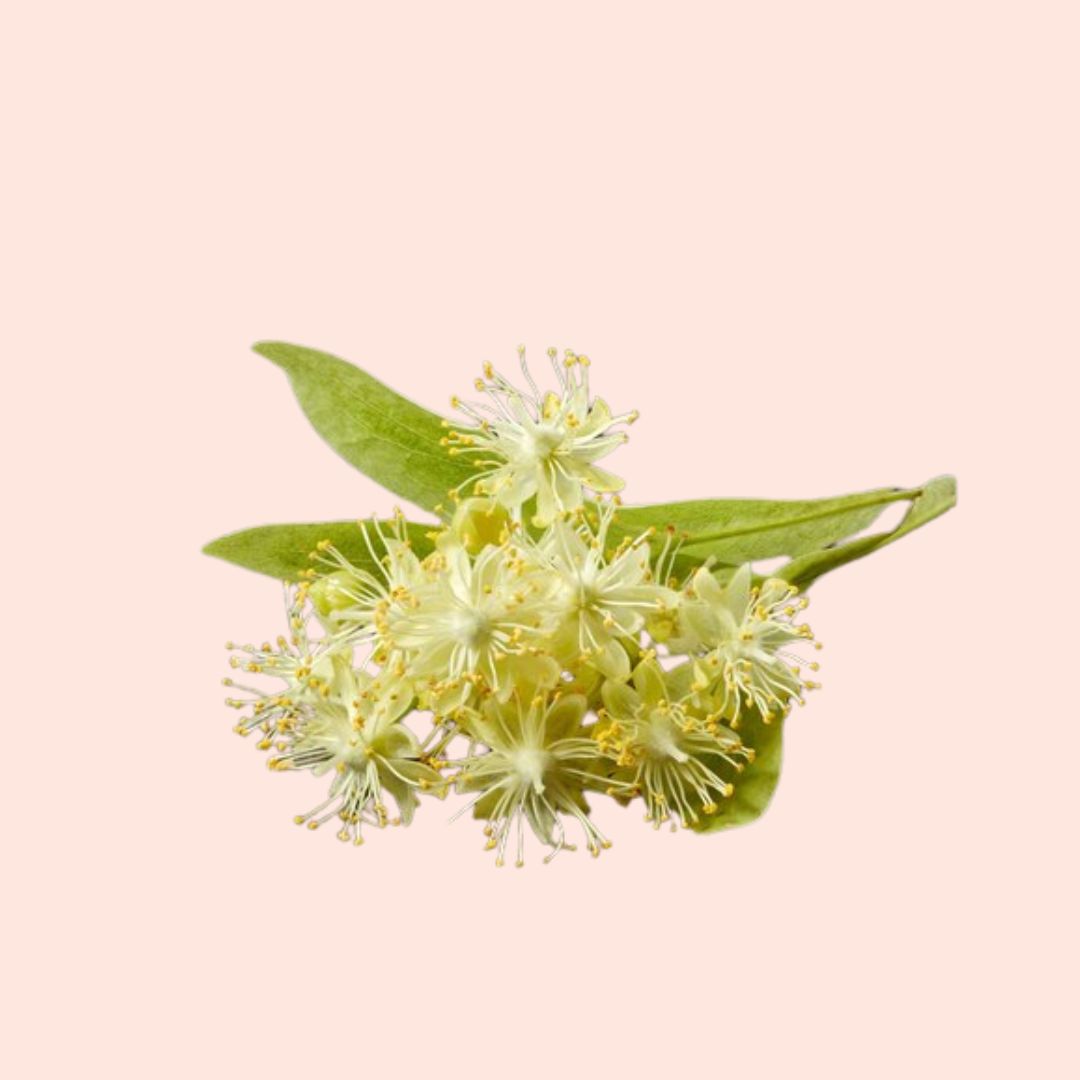 Cajeput