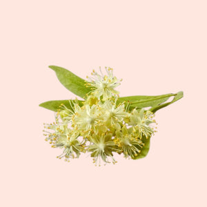 Cajeput