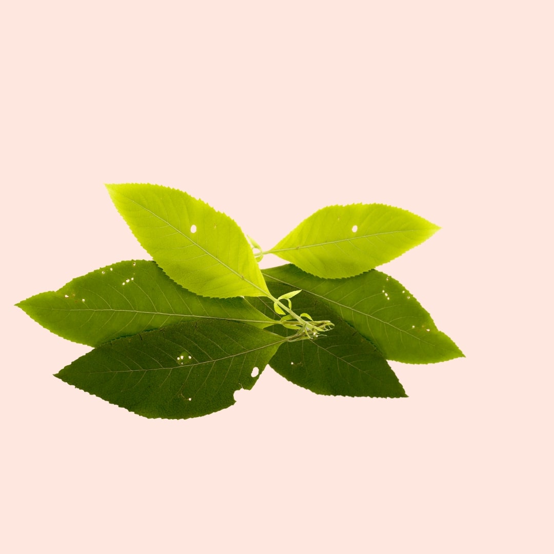 Green leaves on a light pink background