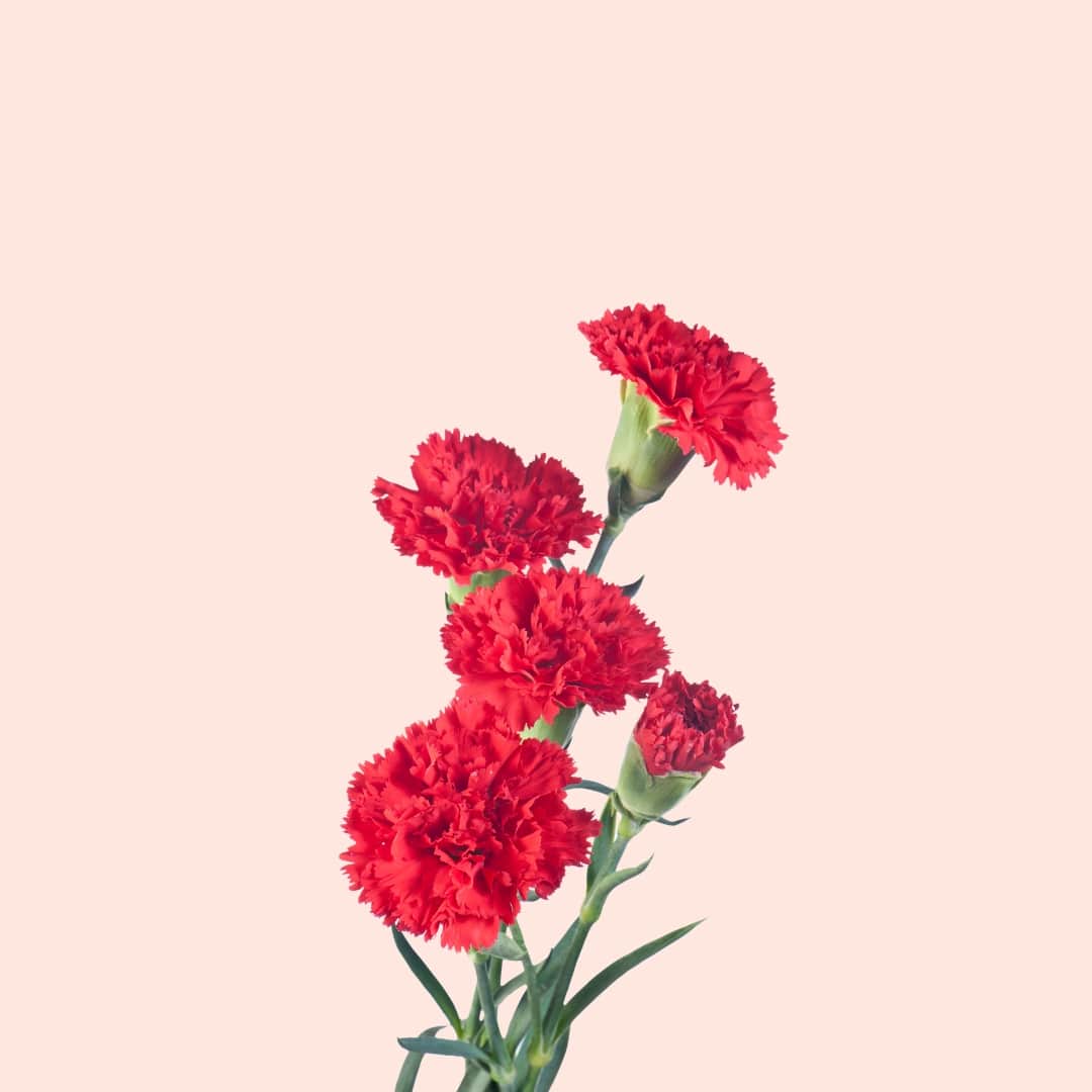 Red carnations on a light pink background