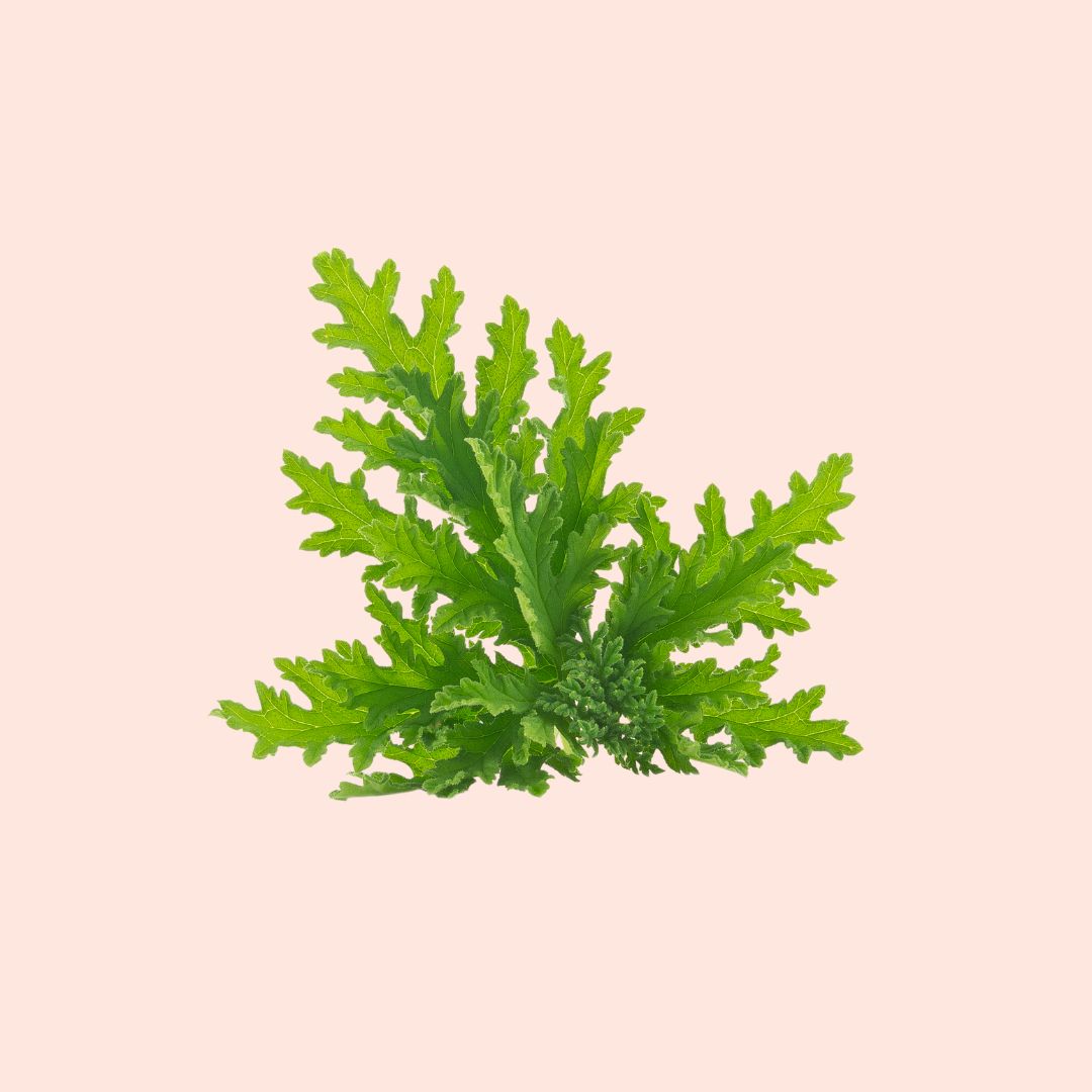 Citronella