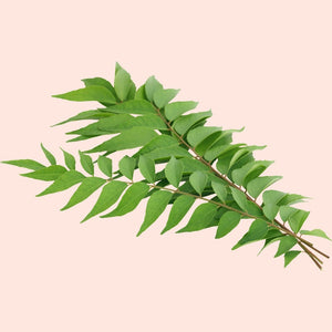 Green leafy branch on a beige background
