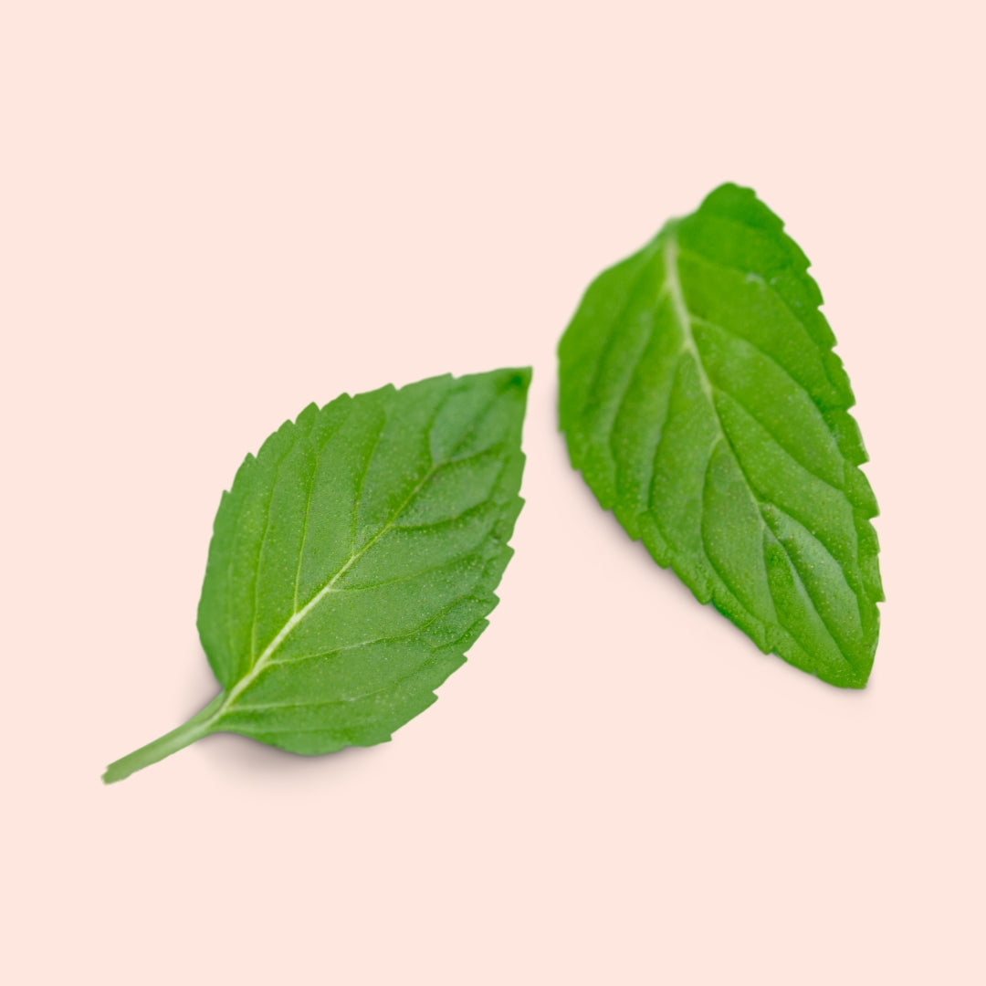 Fresh Basil Leaves