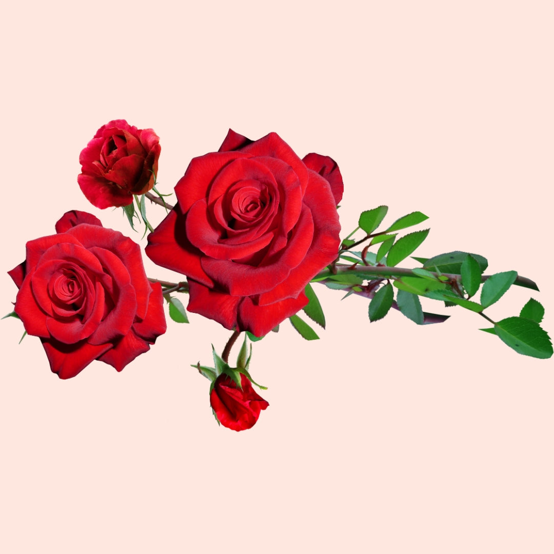 Fresh Roses