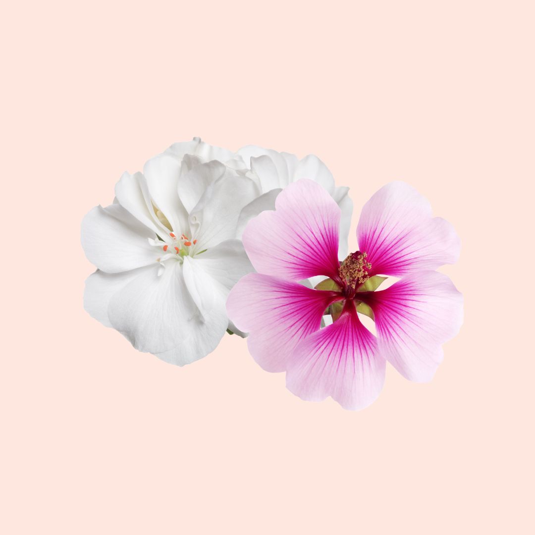 Geranium
