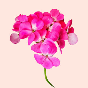 Geranium_Leaves