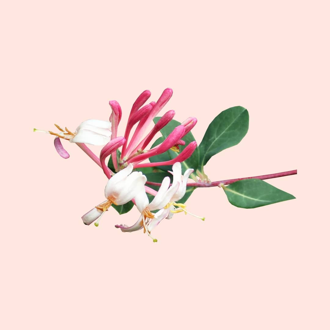 Floral branch with pink and white flowers on a light pink background