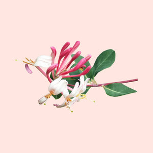 Floral branch with pink and white flowers on a light pink background