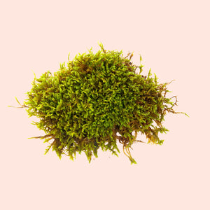 Green moss on a beige background